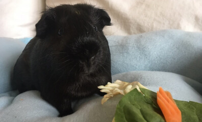 Are Guinea Pigs Good ‘Starter Pets’ for Kids? No—Here’s Why