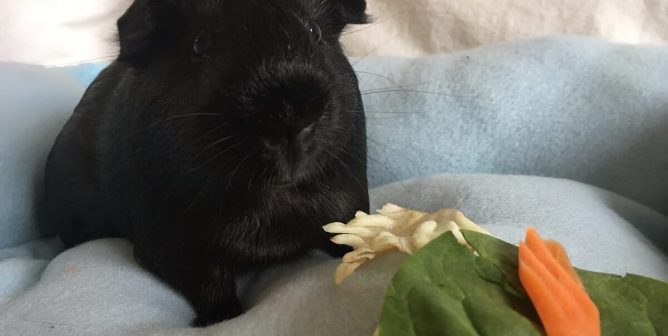 Are Guinea Pigs Good ‘Starter Pets’ for Kids? No—Here’s Why