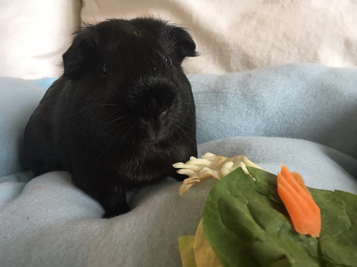 guinea pigs and dogs