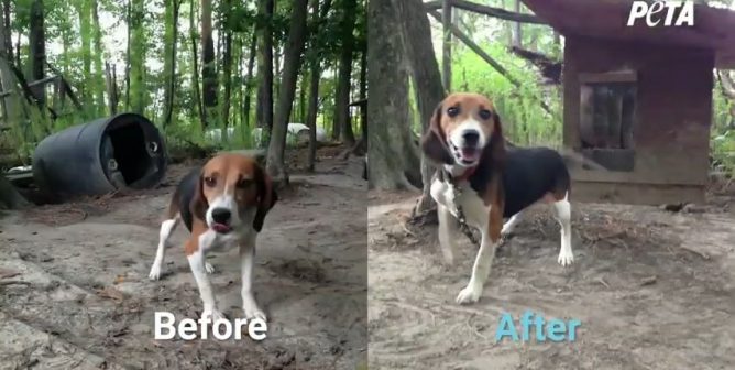 PETA Fieldworkers Help Dogs Survive During Frigid Winter