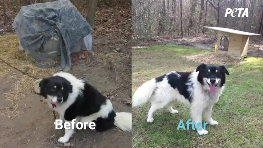 PETA Fieldworkers Help Dogs Survive During Frigid Winter