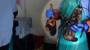 Lobsters Torn Limb From Limb in Shocking Eyewitness Video