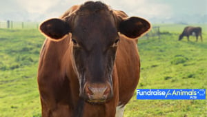 Cow in field Fundraise for Animals
