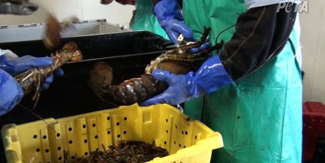 Main Fair Trade Lobster