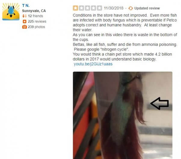 Bad Petco Review About Betta Fish