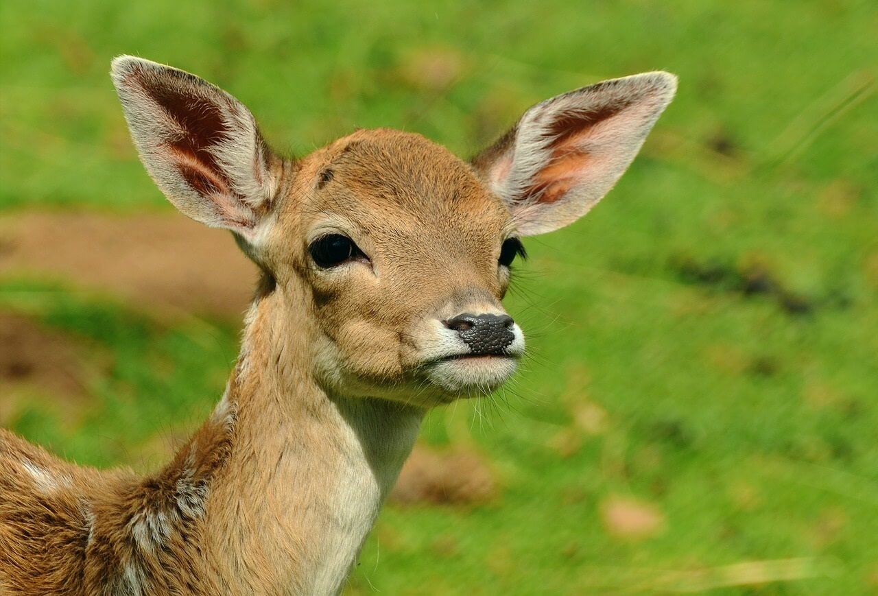 Wild Deer Fawn What Is the Vanguard Society?