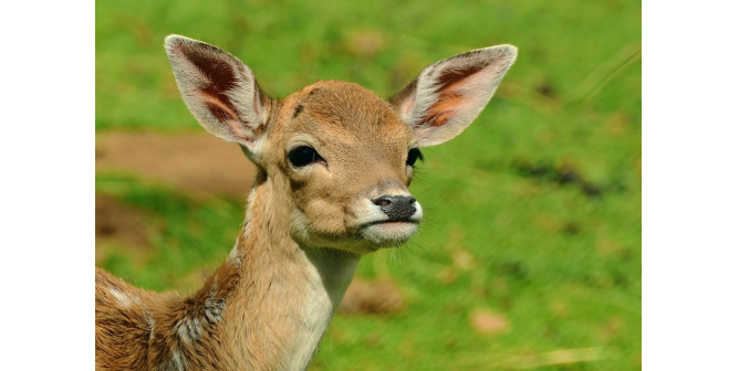 Judge Orders Deer Trophy Hunter to Watch ‘Bambi’ Repeatedly in Jail