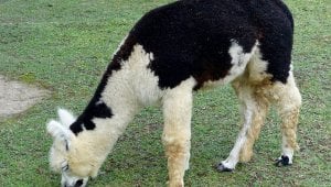 Silk, Cashmere, Shearling, and Other Animal-Derived Clothing