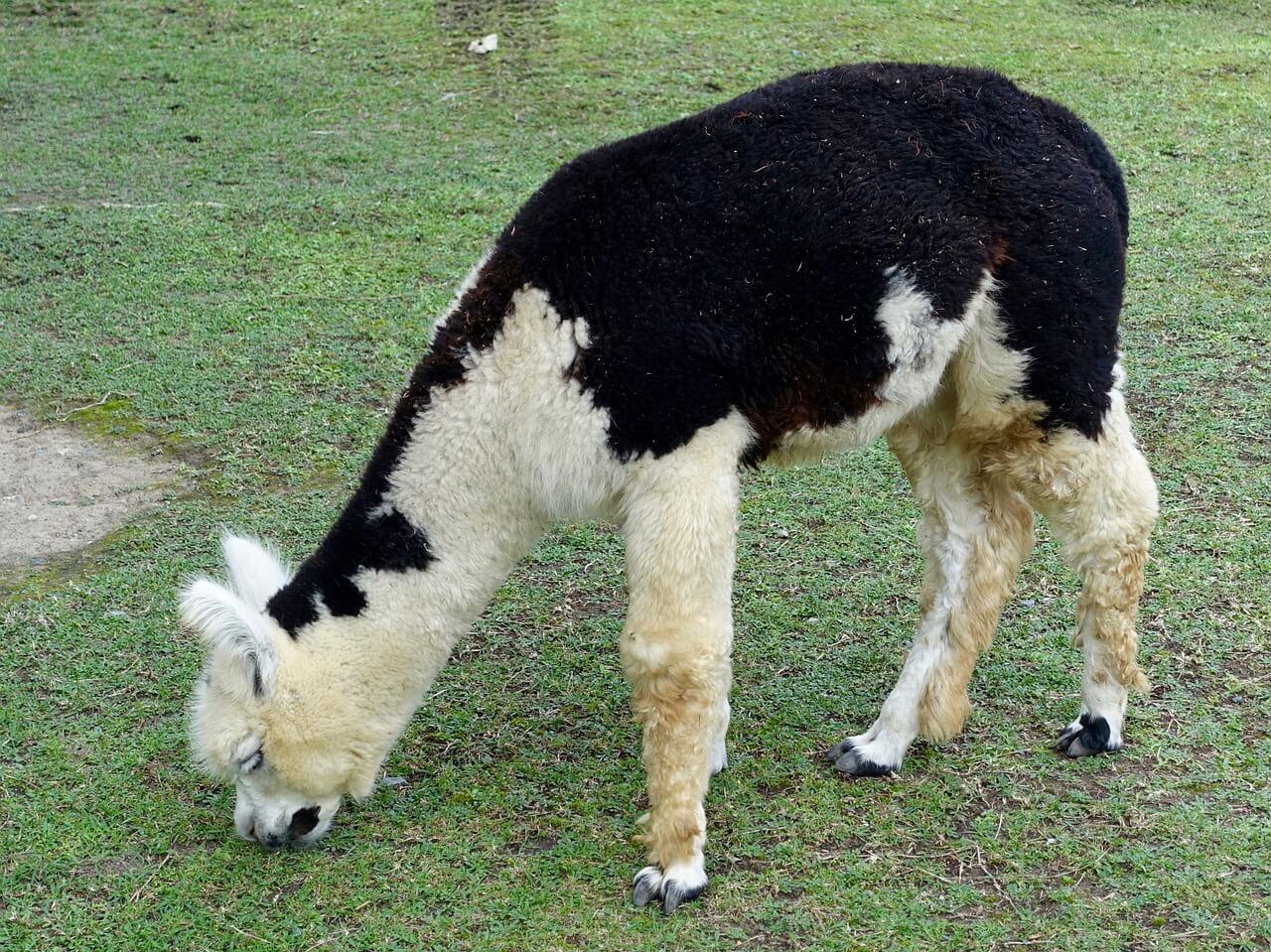 Silk, Cashmere, Shearling, and Other Animal-Derived Clothing | PETA Silk, Cashmere, Shearling, and Other Animal-Derived Clothing | PETA