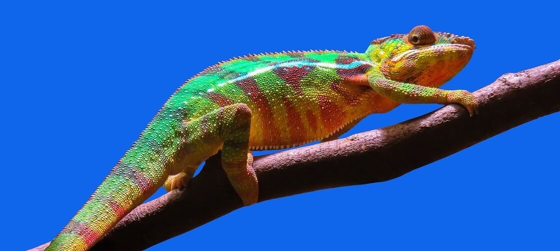 Green chameleon on tree branch