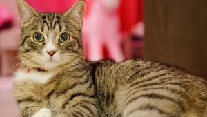 Brown-and-black tabby cat