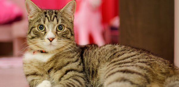 Brown-and-black tabby cat