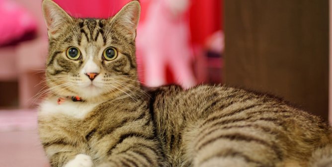 Brown-and-black tabby cat