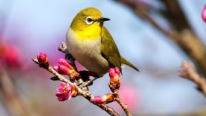 Small yellow bird on flowering branch