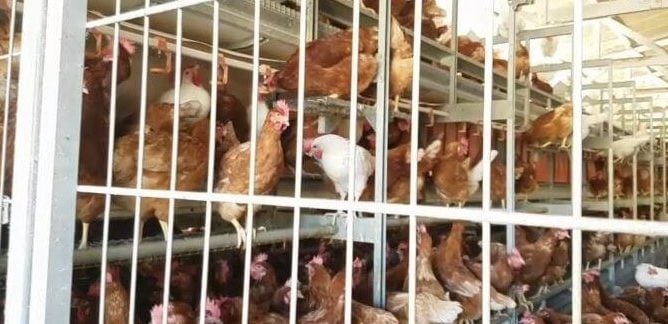 Chickens tightly crowded in a cage-free facility