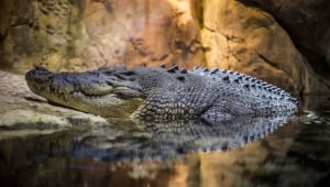 Exotic Skins: The Animals