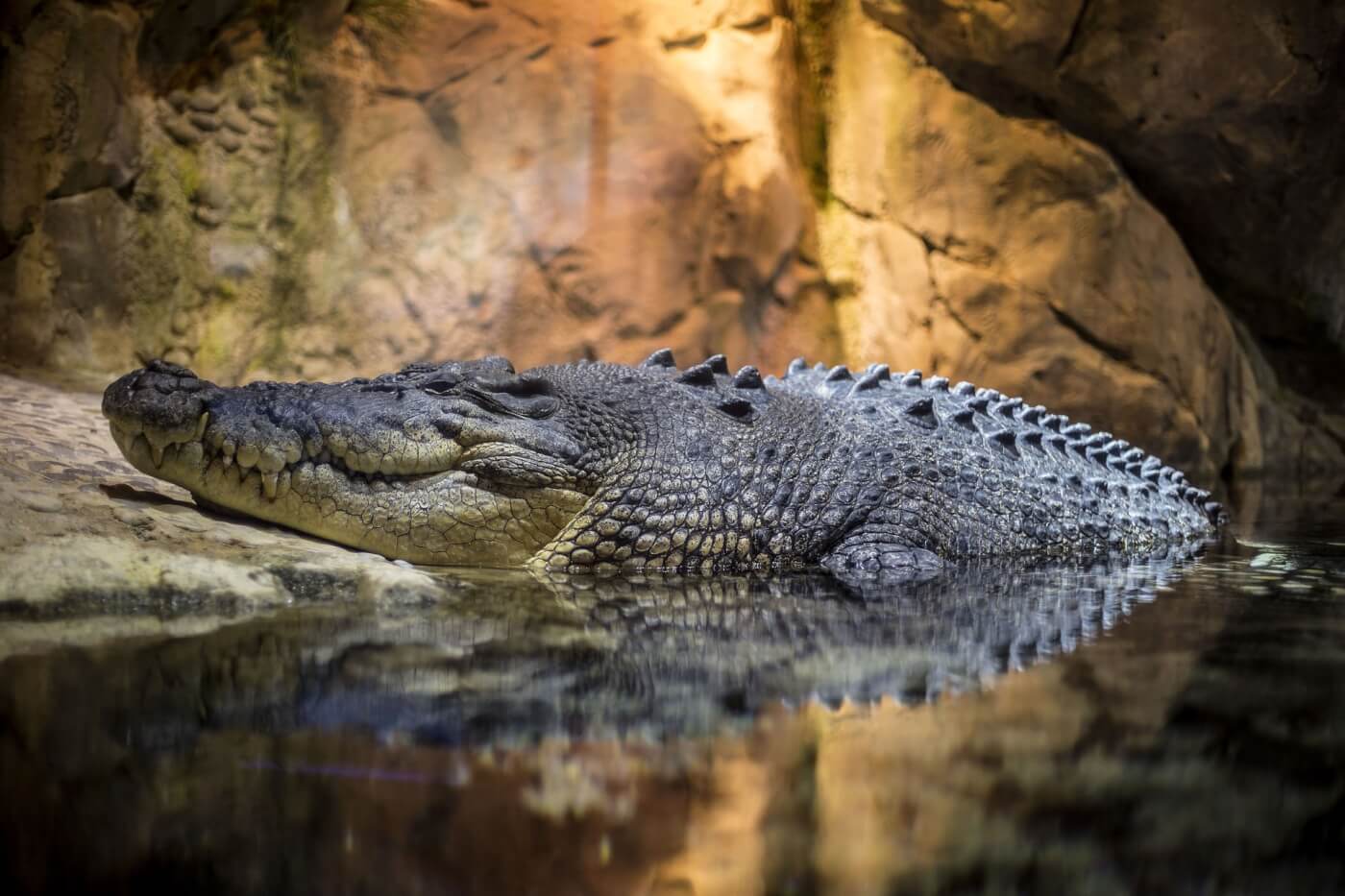 difference between alligator and crocodile skin