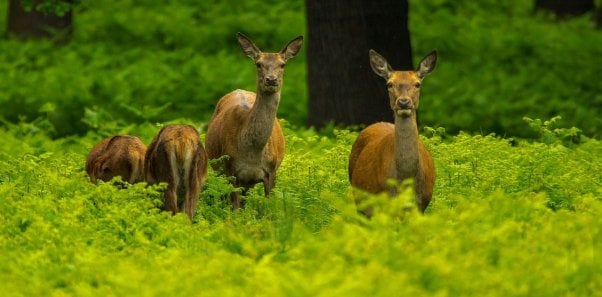 Family of deer standing among tall green plants