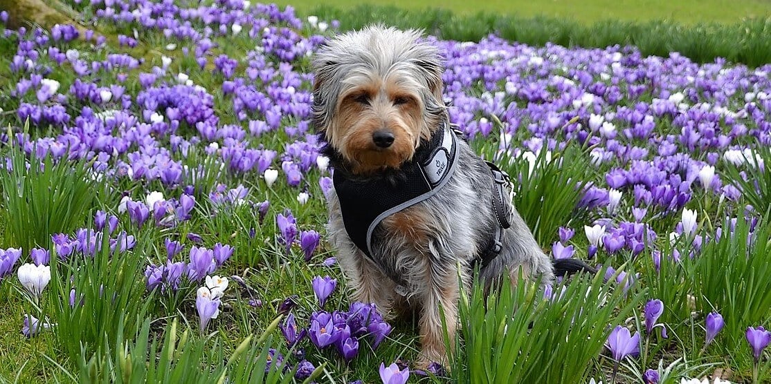 Cute brown mixed-breed dog with shaggy fur and harness