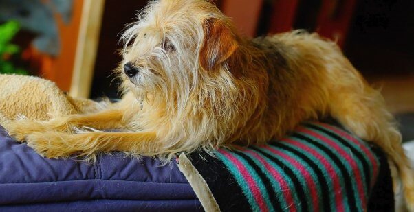 Small shaggy brown mixed breed dog lying on blue, pink and black blanket