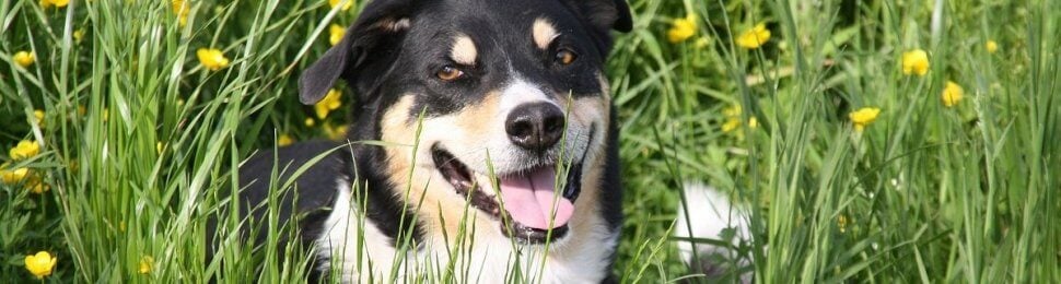 Happy-looking mixed reed dog sitting among grass and yellow flowers