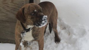 Cold Dog (Version 3) 0:30