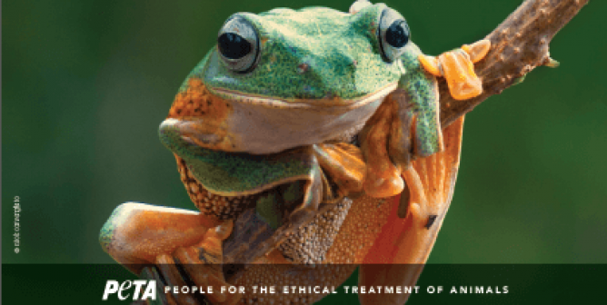 Apple’s Top iPad App of 2018 Is Virtual-Dissection App Froggipedia