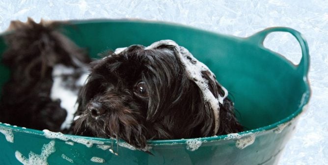 dog getting a bath