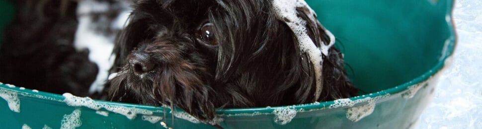 dog getting a bath