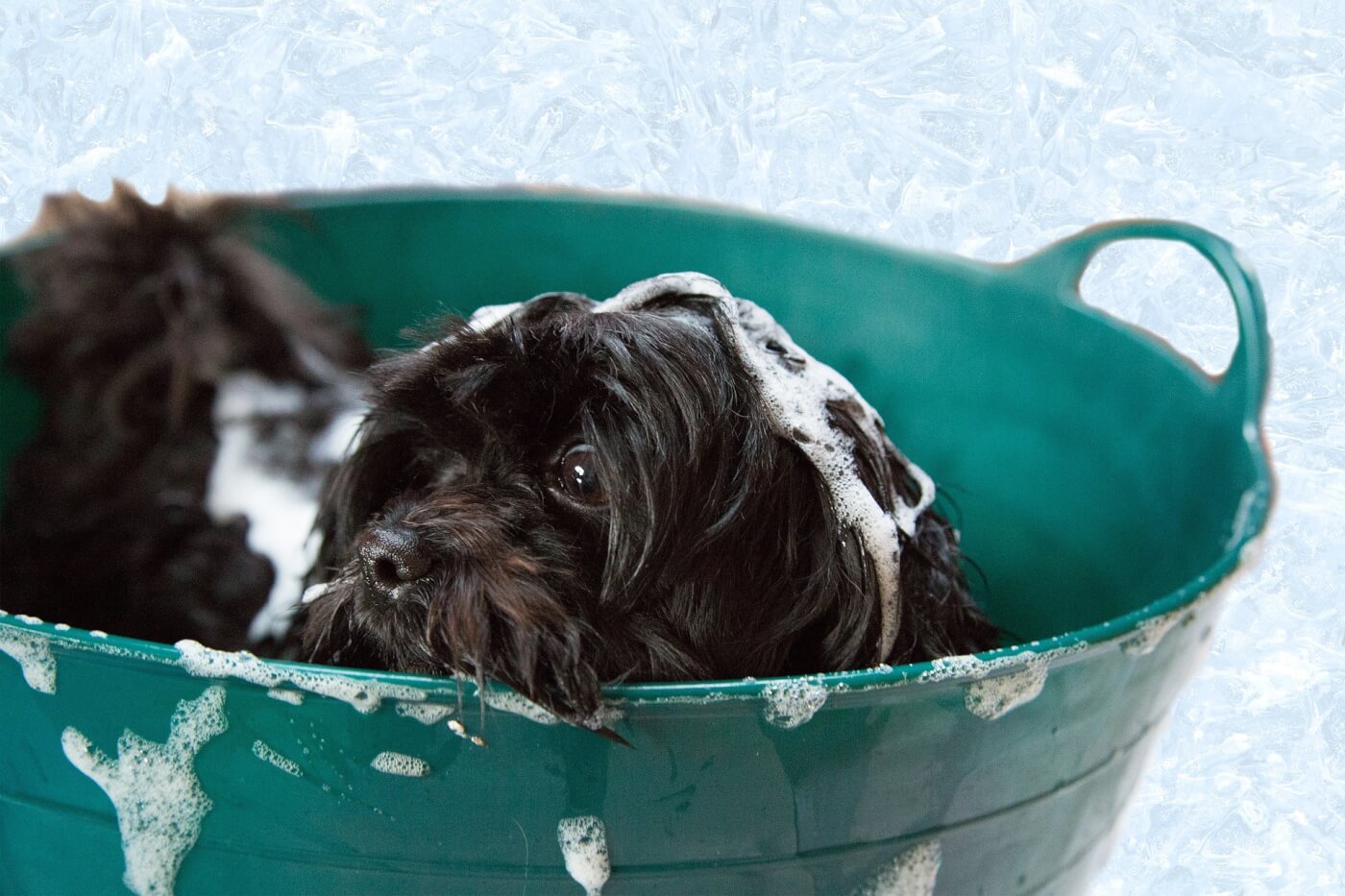 dog getting a bath