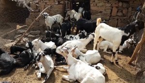 Heifer International: Advocate for the Meat Industry