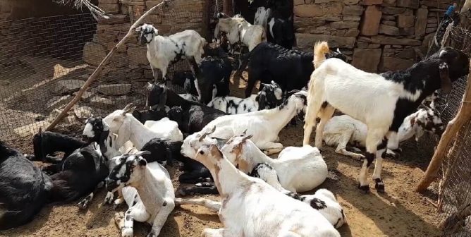 Heifer International: Advocate for the Meat Industry