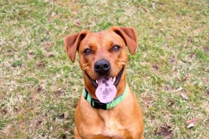 Do You Love Helping Dogs? These PETA Action Alerts Are Perfect for You