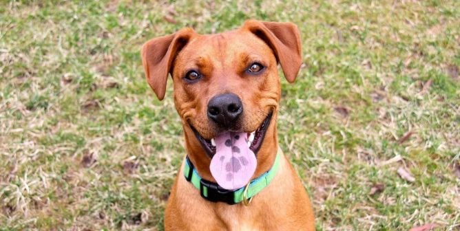 take rapid action to help dogs