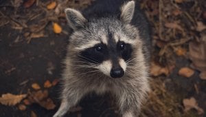 Cruel Wildlife Control