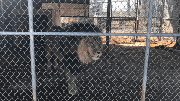 Samson, a big cat, in a cage at the Barry R. Kirshner Wildlife Foundation