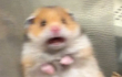 Why That ‘Screaming Hamster’ Viral Tweet Isn’t Funny