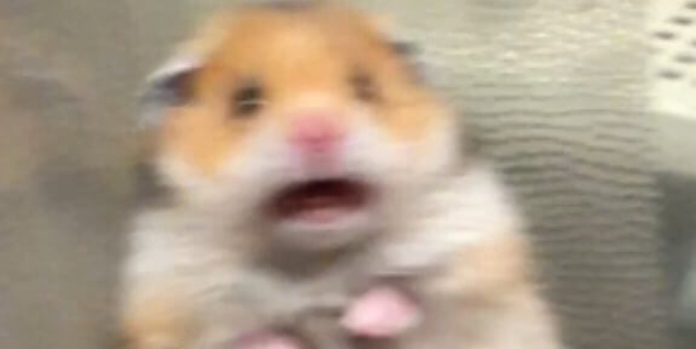 viral why that screaming