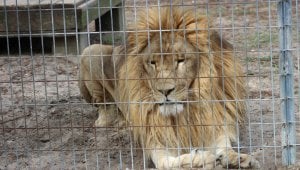 Roadside Zoos and Other Captive-Animal Displays