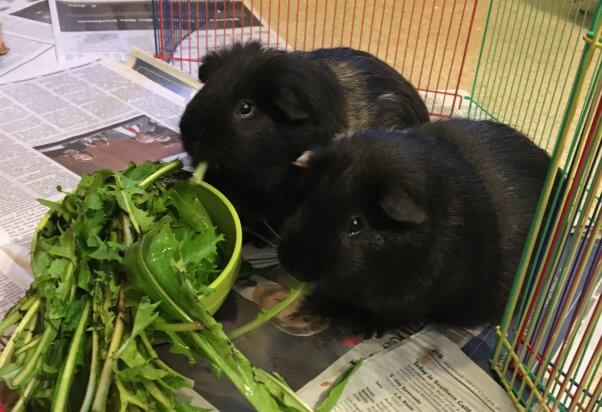 guinea pigs and dogs