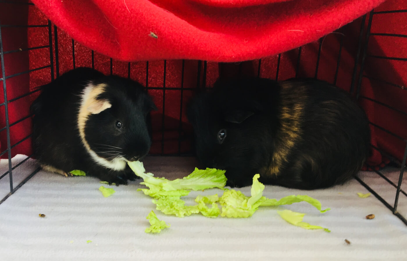 Two cute guinea pigs sharing lettuce leaf