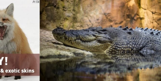 Chanel bans fur and exotic skins!