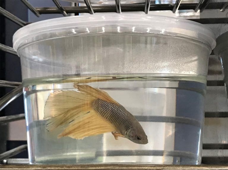 Spread the Word—and Save Bettas PETA
