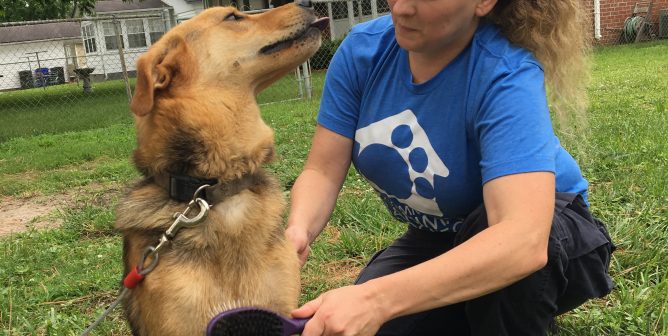 happy dogs gets brushed by CAP staffer