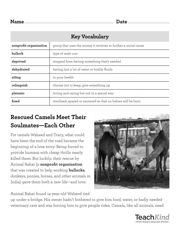 Camel Rescue Reading Comprehension Sheet