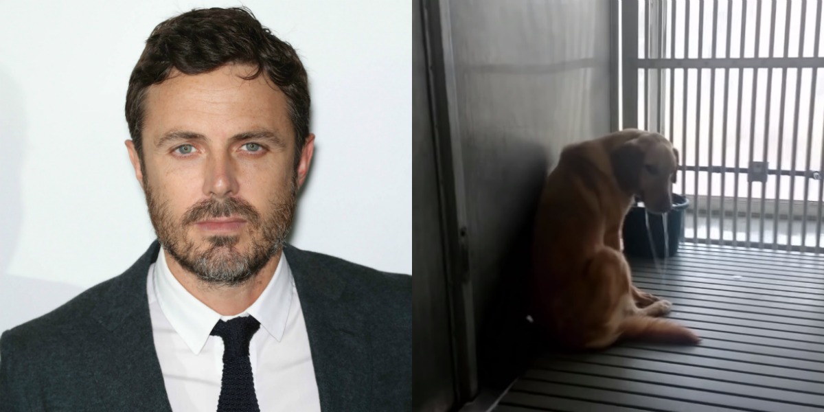 casey the talking dog