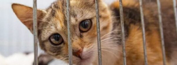 Debate Kit: Are 'No-Kill' Policies Killing Animals? | PETA