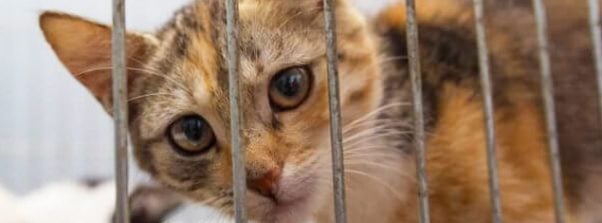 Calico cat in animal shelter