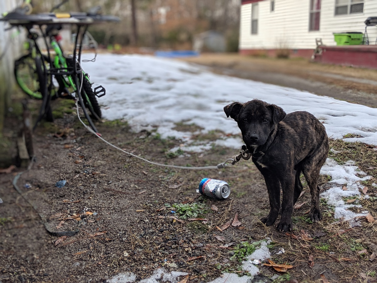 2020 Virginia Law Prohibits Keeping Dogs Tethered During Certain Weather Conditions
