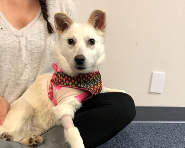 Crystal, a dog rescued by PETA, sitting in someone's lap